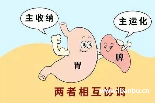 脾主运化.jpg